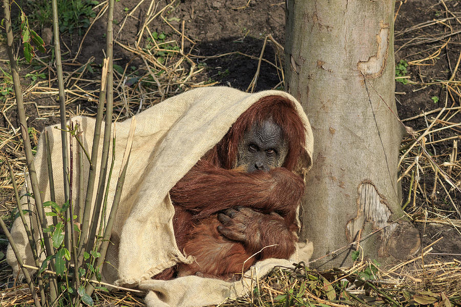 Sumatran orangutang - #1 Photograph by Chris Smith