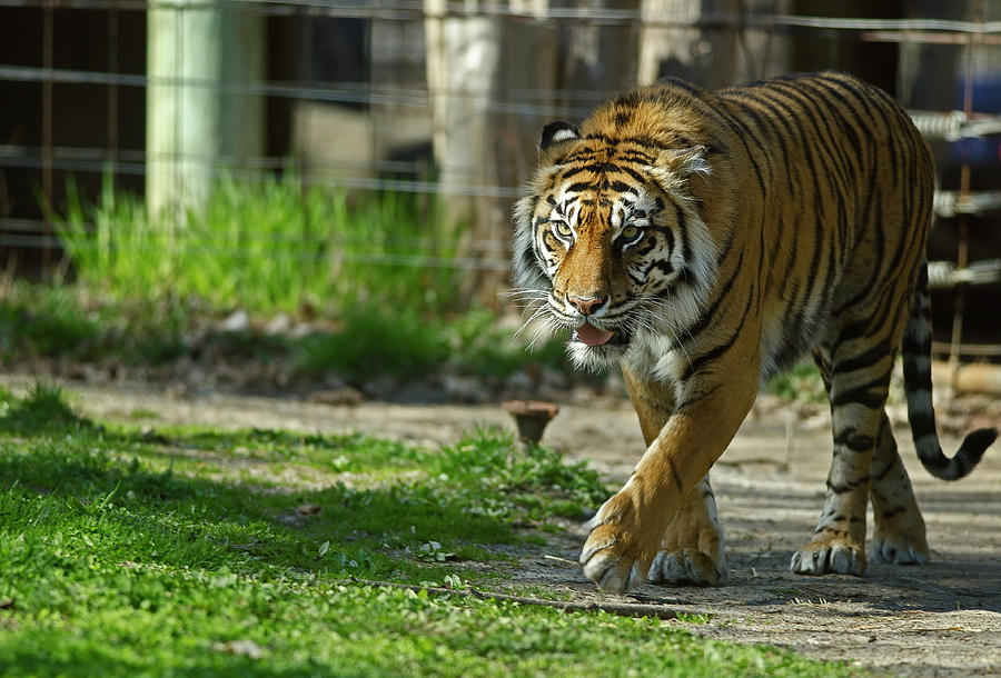 Sumatran tiger #2 Photograph by JT Lewis