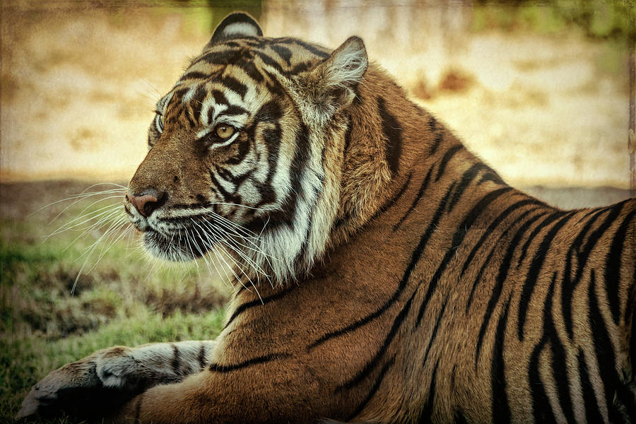 Sumatran Tiger Portrait  #1 Photograph by Saija Lehtonen