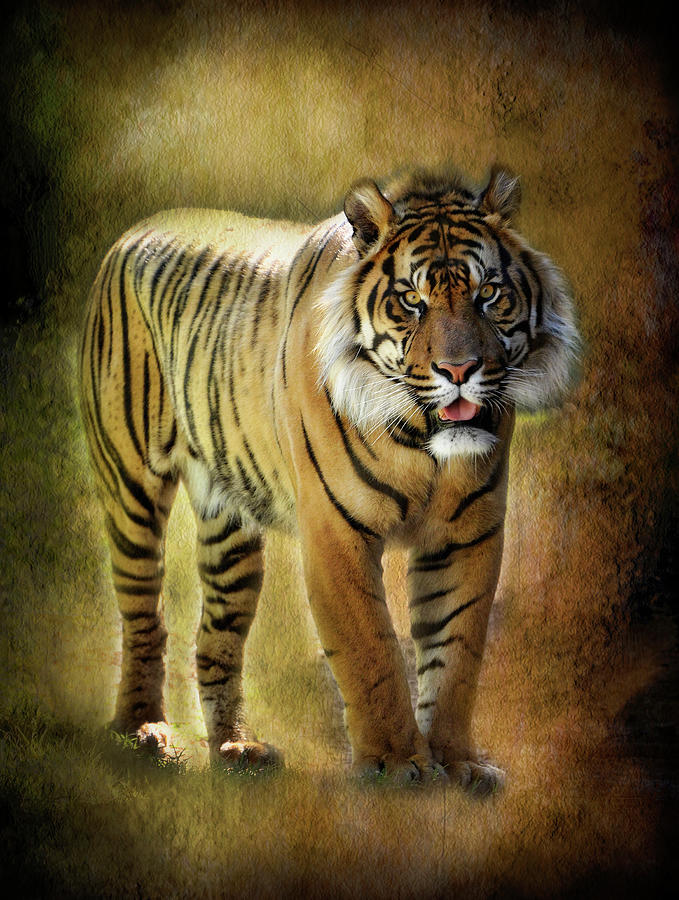 Sumatran Tiger  #1 Photograph by Saija Lehtonen