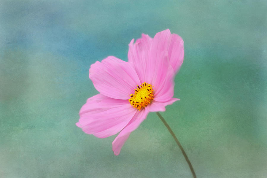 Flower Photograph - Summer Breeze by Kim Hojnacki