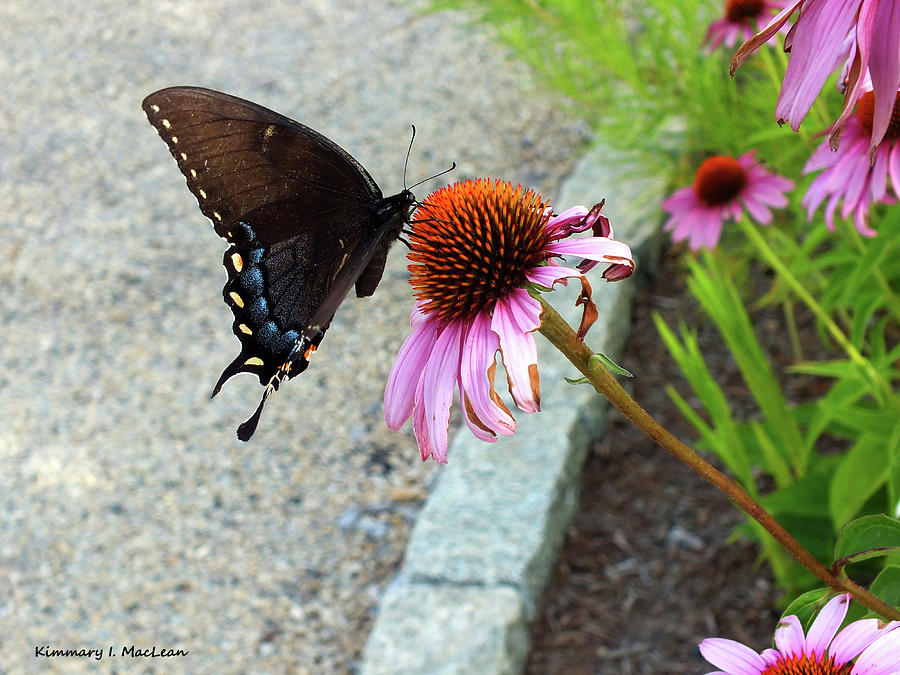 Summer Butterfly #1 Photograph by Kimmary MacLean