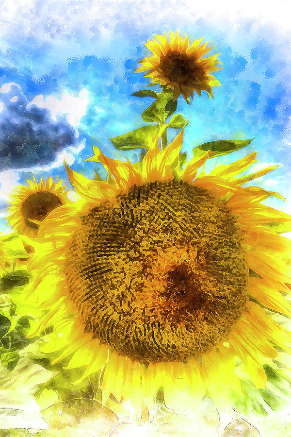 Summer Day Sunflowers Art #1 Photograph by David Pyatt