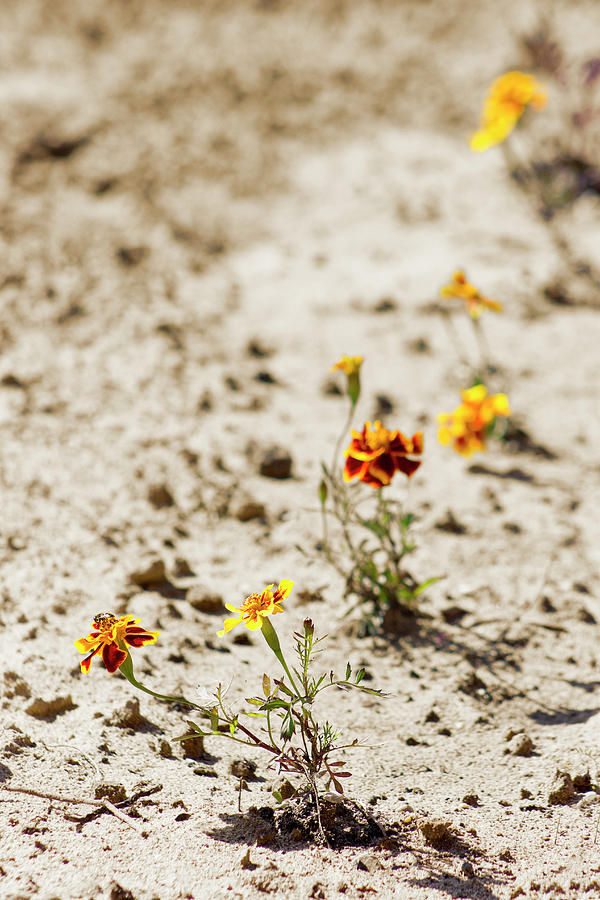 Summer feeling Photograph by Svetlana Svetlanistaya - Fine Art America