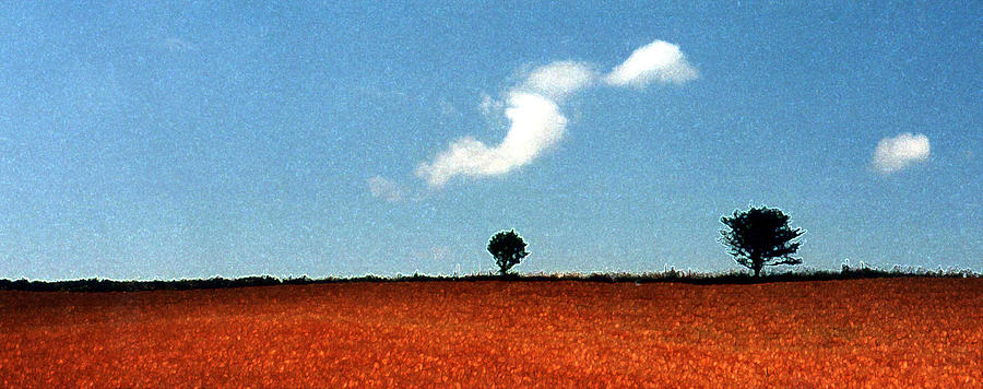 Summer Field with Two Trees 2 AE2 #1 Photograph by Lyle Crump
