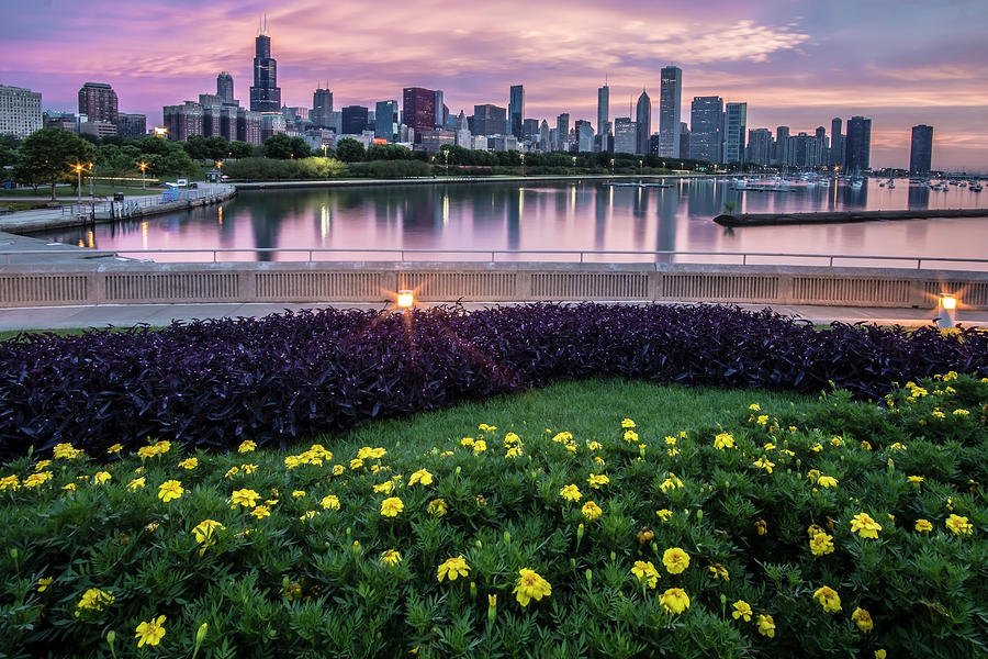 summer flowers and Chicago skyline #1 Photograph by Sven Brogren