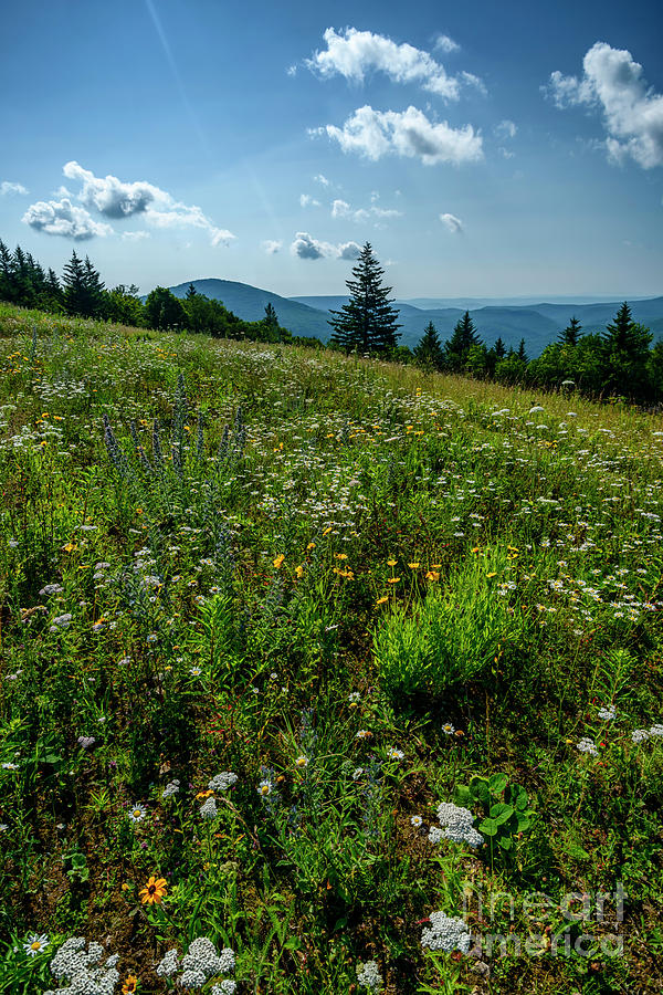 Summer Photograph - Summer Flowers Highland Scenic Highway #1 by Thomas R Fletcher