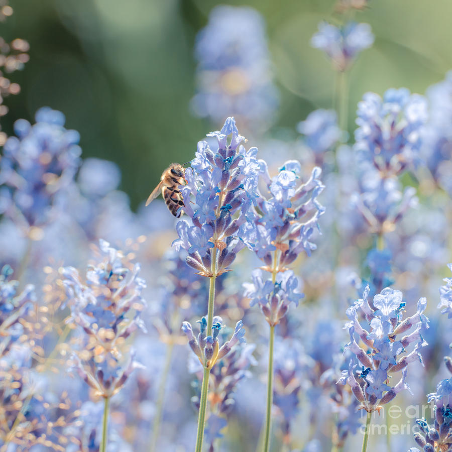 Summer Lavender #2 Photograph by Hannes Cmarits