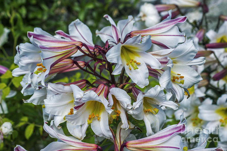 Summer Photograph - Summer Lilies #1 by Ian Mitchell