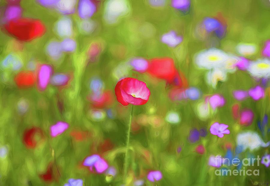 Summer Meadow #1 Photograph by Eva Lechner