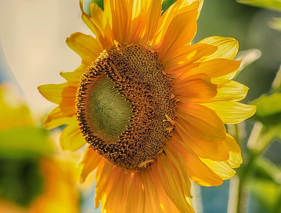 Sunflower Photograph - Summer morning #1 by Lynn Hopwood