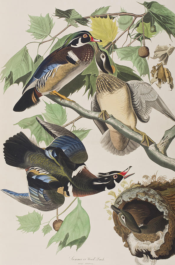 Summer or Wood Duck Painting by John James Audubon