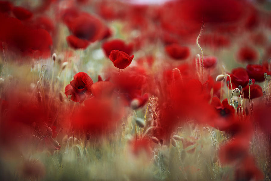 Poppy Photograph - Summer Poppy Meadow #1 by Nailia Schwarz
