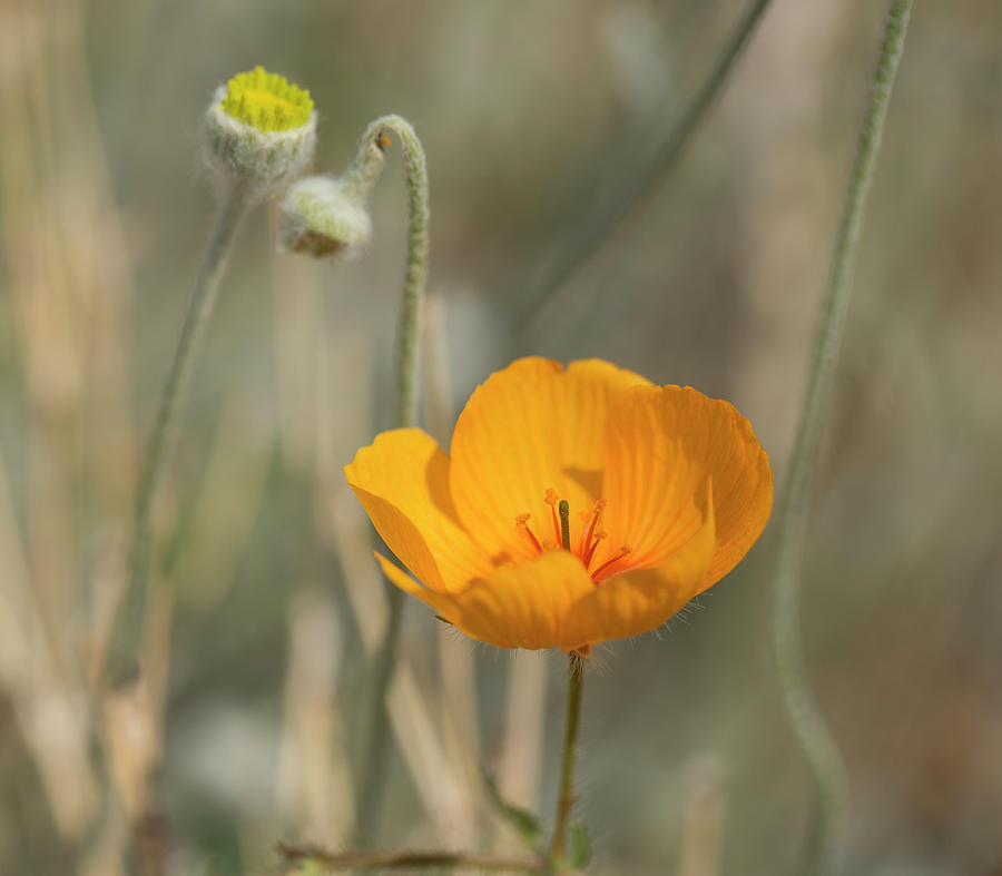 Summer Poppy #1 Photograph by Sue Cullumber
