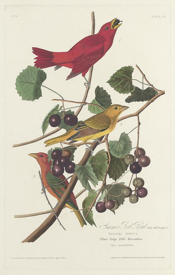 Summer Red Bird #1 Drawing by Dreyer Wildlife Print Collections 