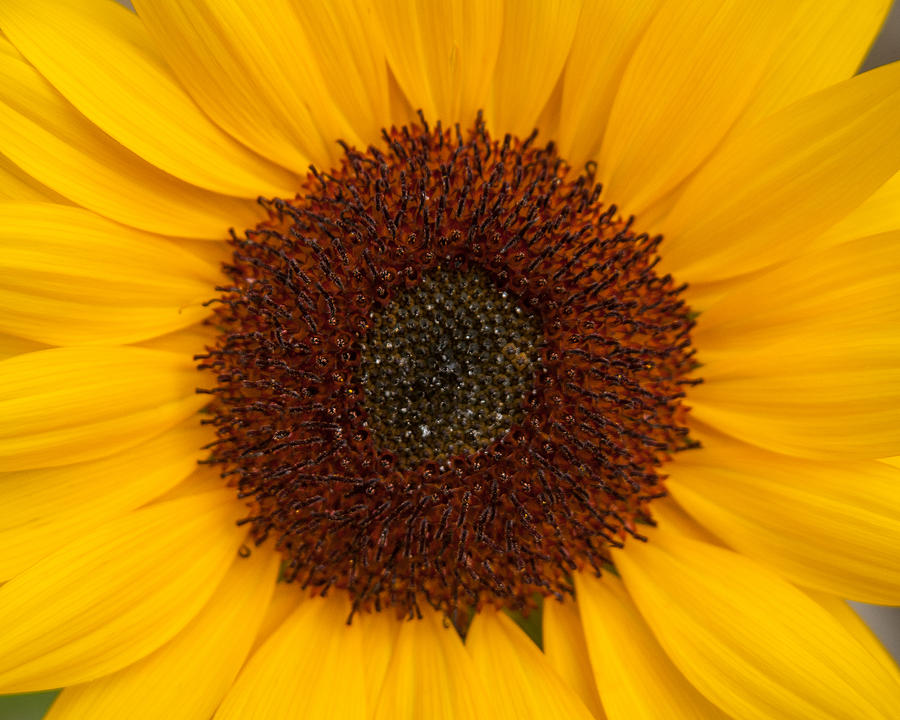 Summer Sunflower #1 Photograph by Brenda Jacobs