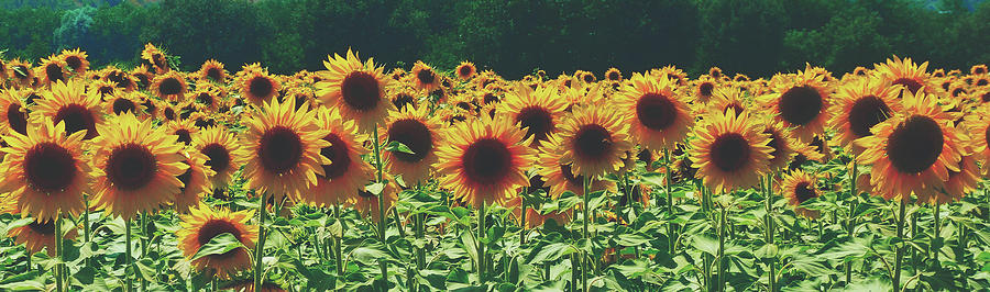 Summer Sunflowers #1 Photograph by Mountain Dreams