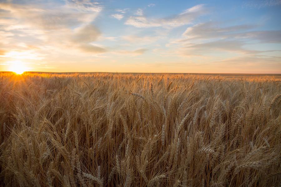Summer wheat #2 Photograph by Lynn Hopwood