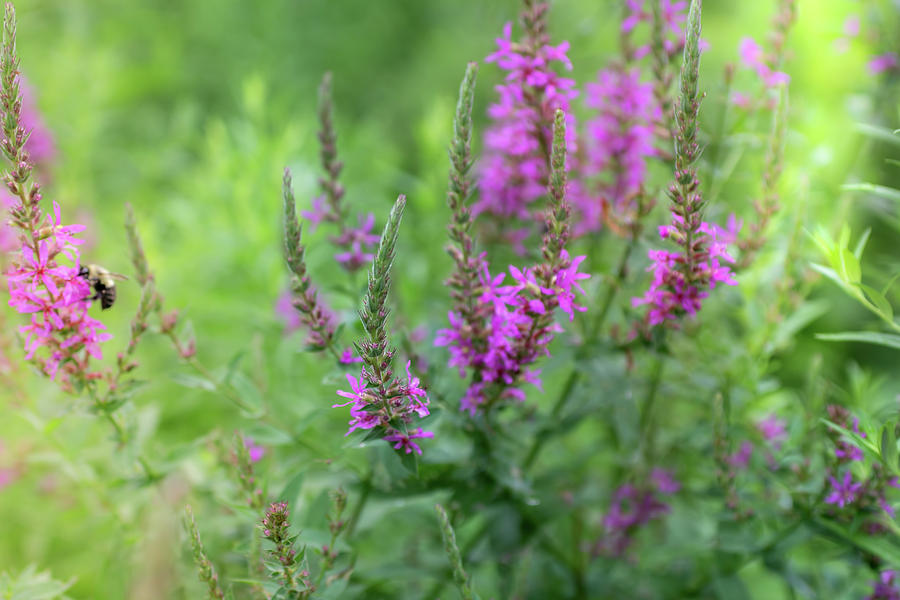 Summer Wildflowers #1 Photograph by June Marie Sobrito - Fine Art America