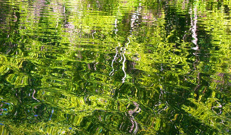 Summers Green Reflection Photograph by Polly Castor