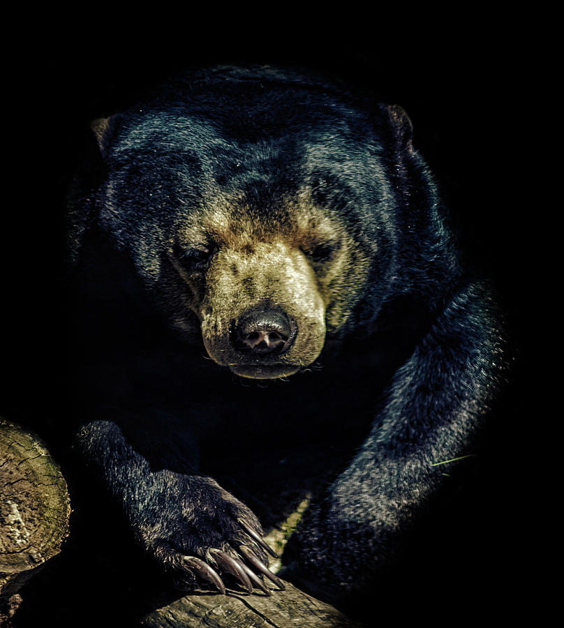 Bear Photograph - Sun Bear by Martin Newman Bear Photograph - Sun Bear by Martin Newman