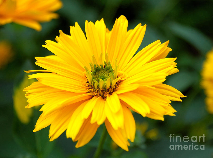 Sun Flower Photograph by Joe Ng