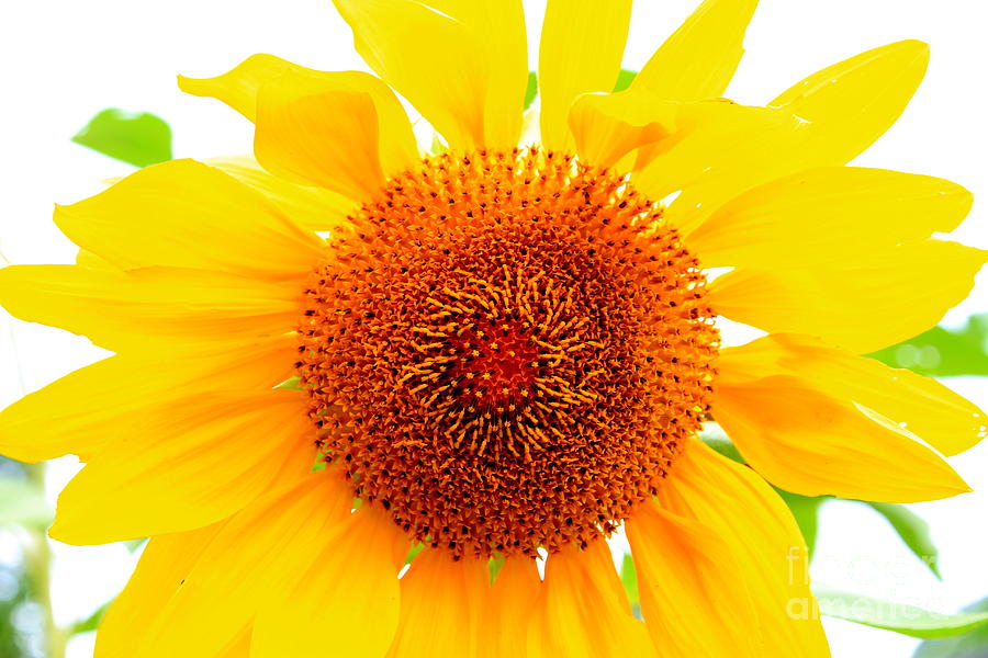 Sun Flower #1 Photograph by Rick Rauzi
