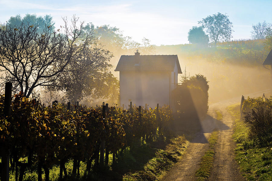 Sun rays in morning fog vineyard view #1 Photograph by Brch Photography