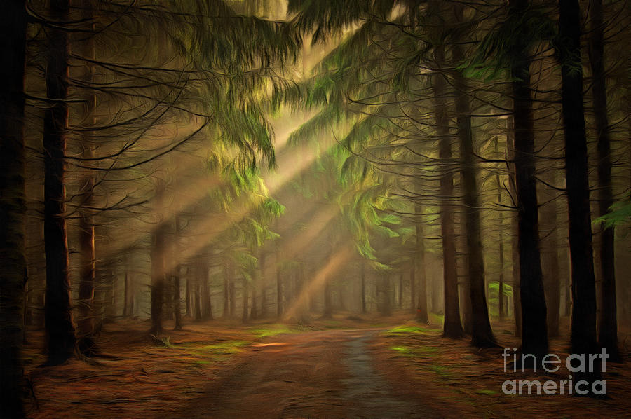 Sun rays in the forest #1 Digital Art by Michal Boubin