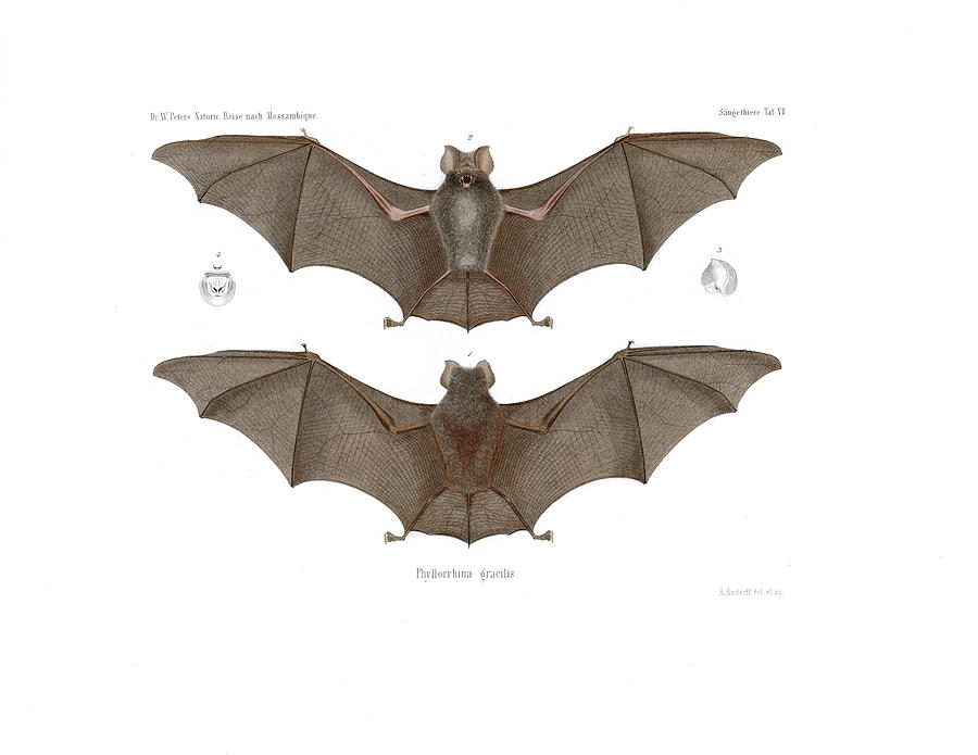 Sundevalls Roundleaf Bat #1 Drawing by A Andorff