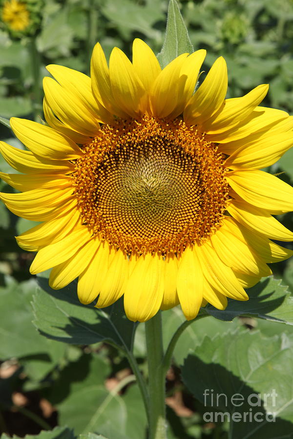 Sunflower 09 Photograph