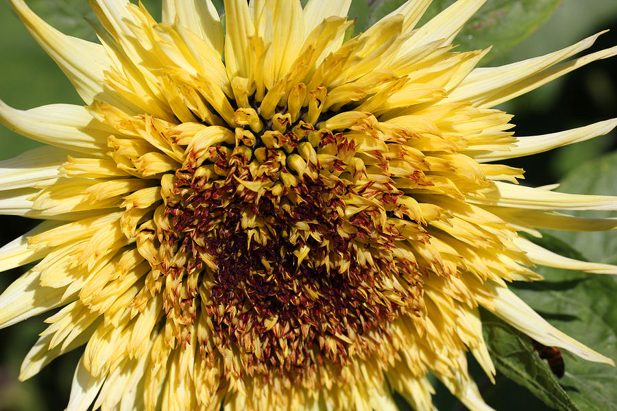 Sunflower 100 Photograph by Mary Bedy