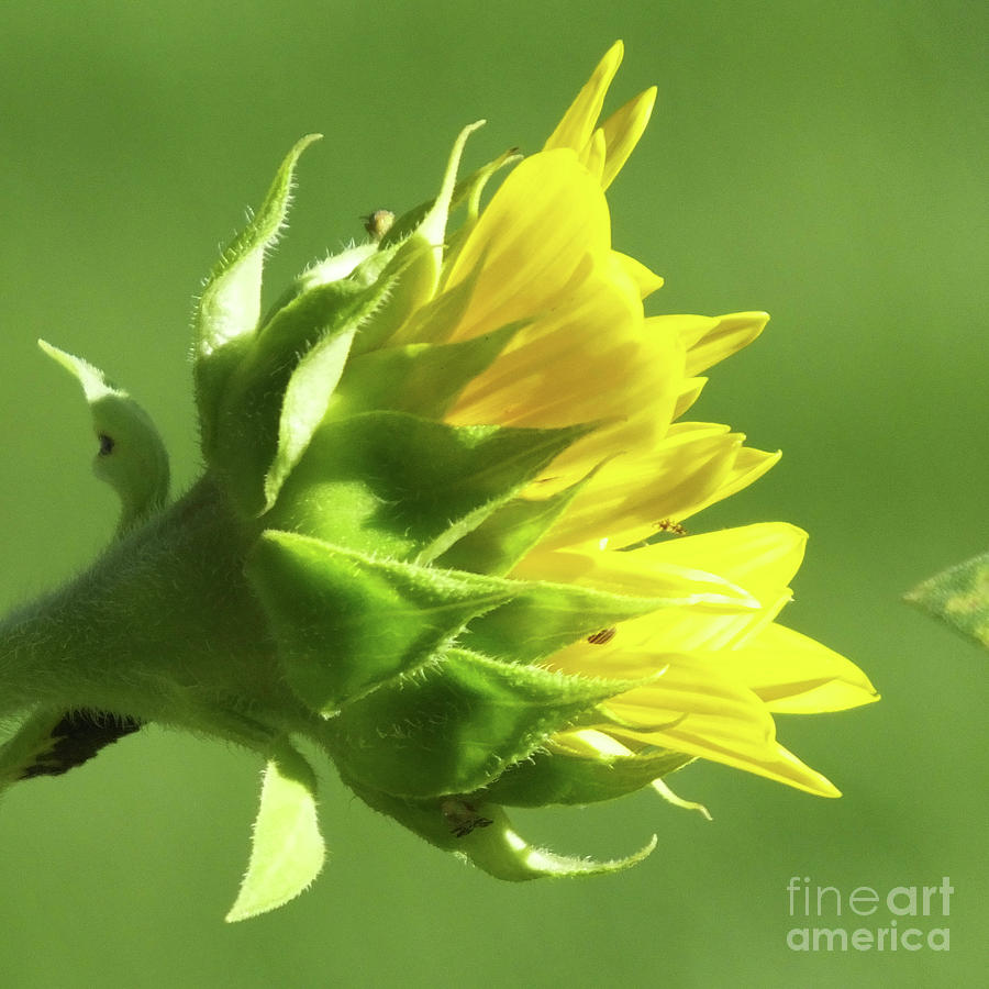 Sunflower 2 #1 Photograph by Lizi Beard-Ward