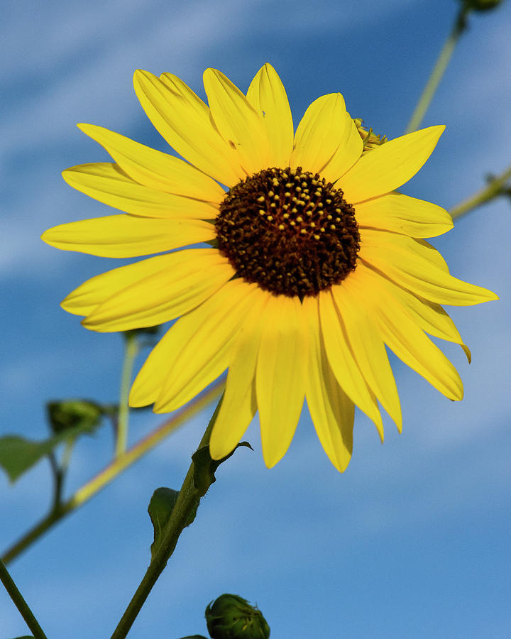 Sunflower 966 Photograph by David Drew