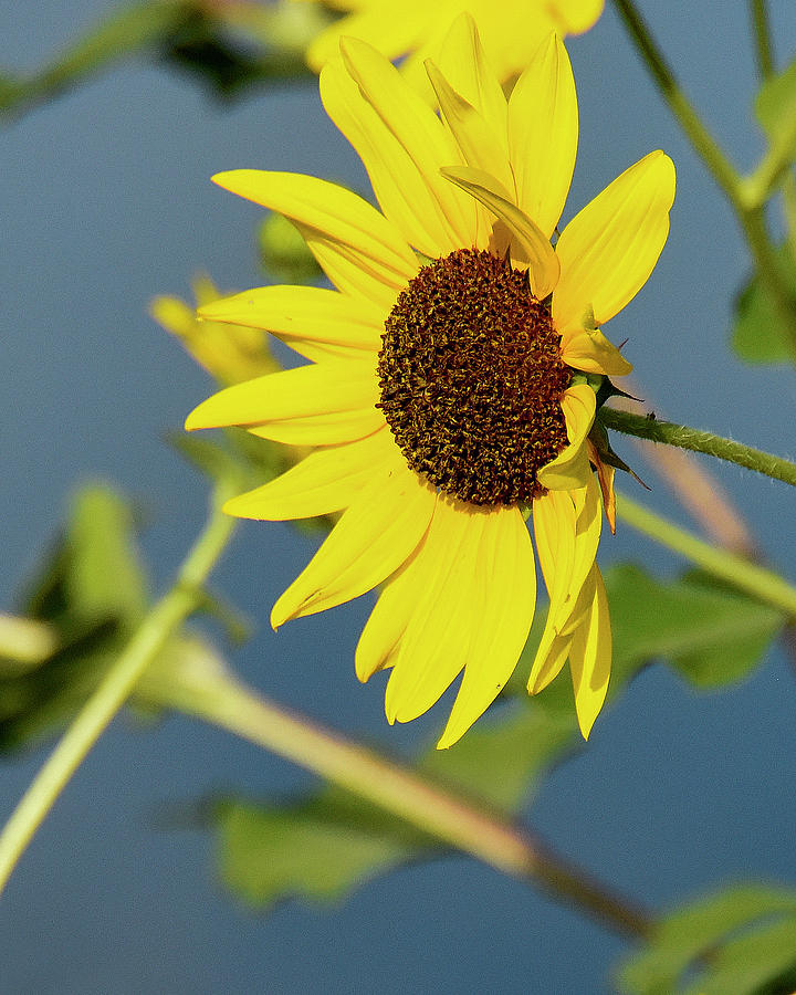 Sunflower 976 #1 Photograph by David Drew