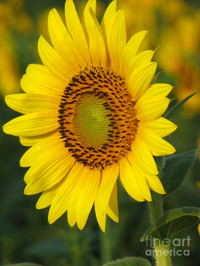 Flower Photograph - Sunflower #1 by Amanda Barcon