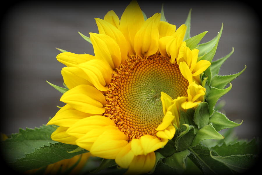 Sunflower Beauty Photograph by Dora Sofia Caputo