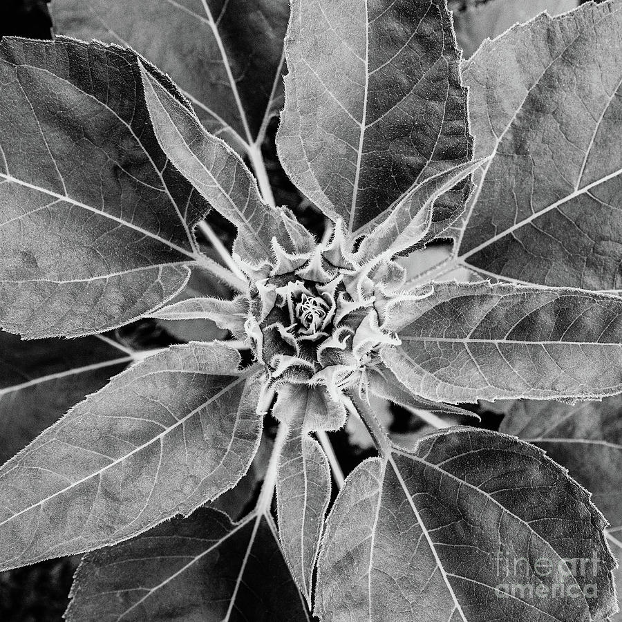 Sunflower Bud - BW Photograph by Scott Pellegrin