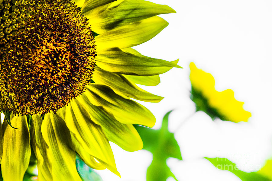 Sunflower Buddies Photograph by Michael Arend