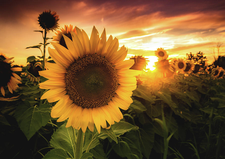 Sunflower Photograph - Sunflower #1 by Cale Best