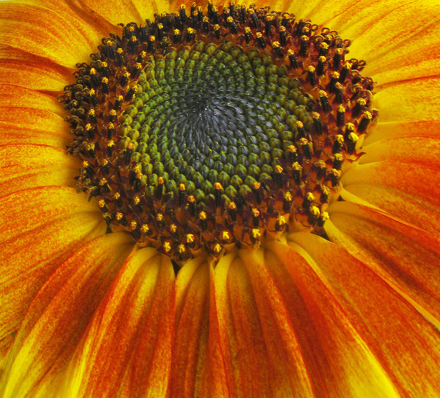 Sunflower center #1 Photograph by Elvira Butler