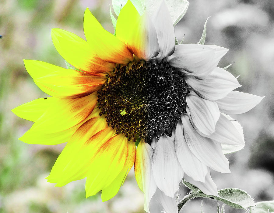 Nature Photograph - Sunflower by Cesar Vieira