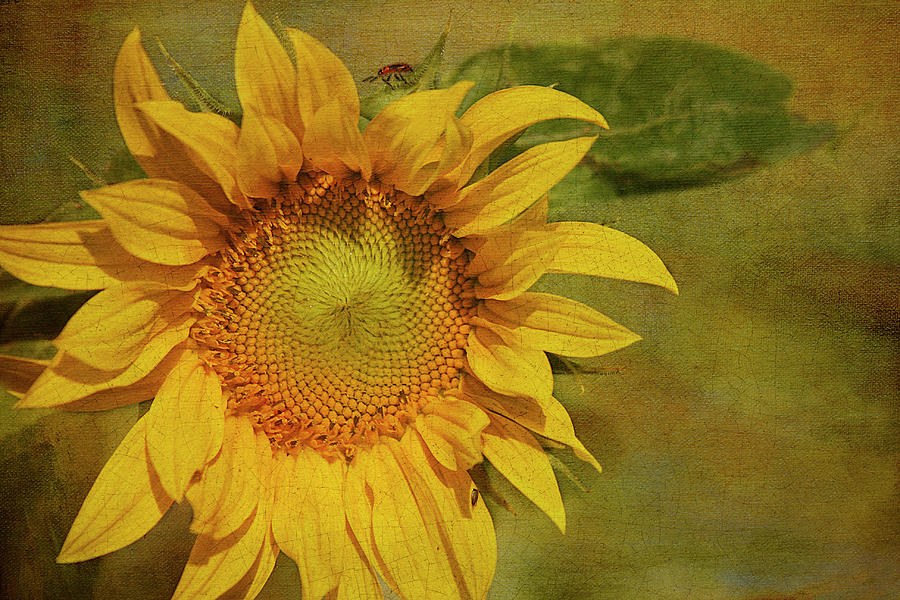 Sunflower #1 Photograph by Cindi Ressler