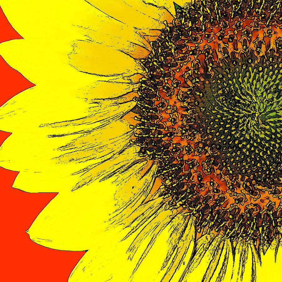 Sunflower #1 Photograph by David G Paul