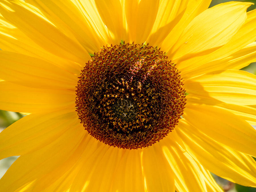 Sunflower Photograph by Derek Dean