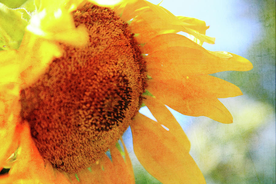 Sunflower drops #2 Photograph by Toni Hopper