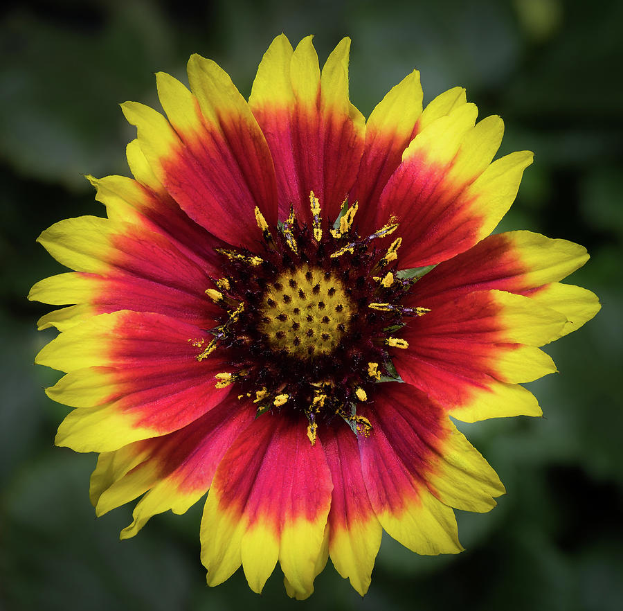 Sunflower #2 Photograph by Ed Clark