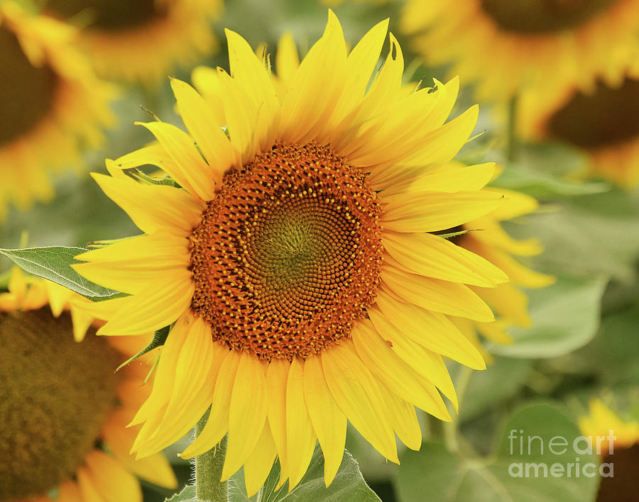 Sunflower Photograph by Elvira Ladocki - Fine Art America