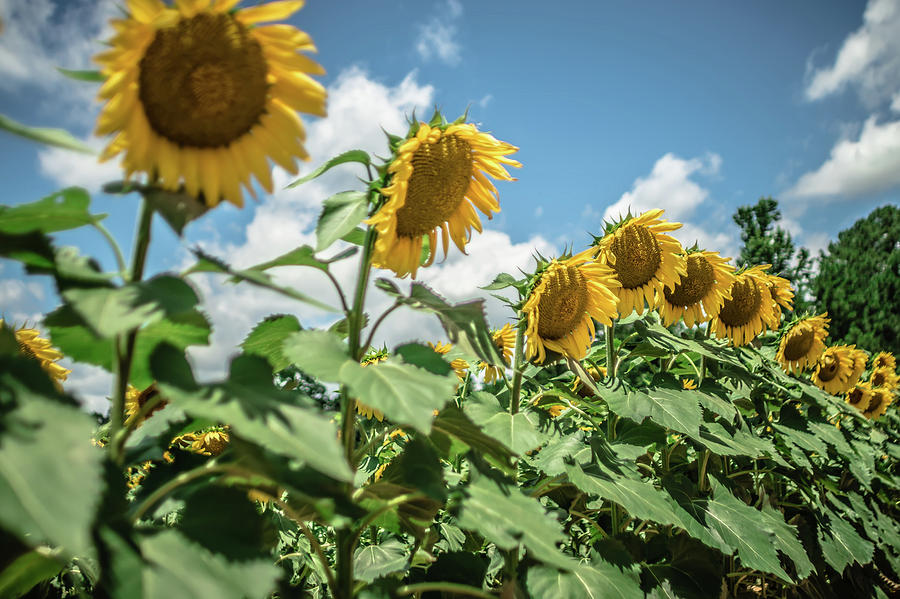 Sunflower Farm Field Landscape In South Carolina #1 Photograph by Alex Grichenko