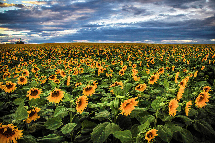 Sunflower Farm #1 Photograph by Juli Ellen